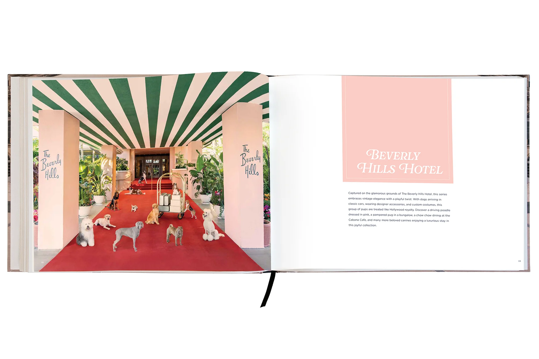 DOGS Signed Collector's Edition - Image 8